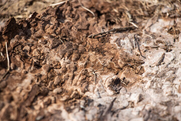 tree root texture