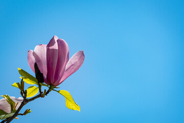 Large light pink flower on branch of Magnolia Soulangeana. Flower on background of blue sky. Close-up. Selective focus. Public city landscape park "Krasnodar" or Galitsky park. Sunny spring day 2021.