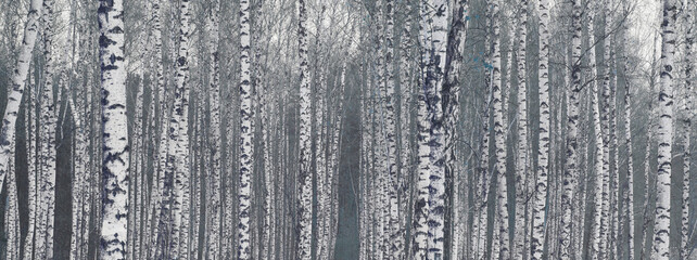 Young birches with black and white birch bark in winter in birch grove against background of other birches