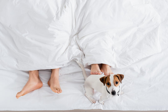 cropped view of barefoot couple under blanket lying near jack russell terrier on bed.