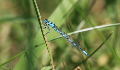 Gemeine Becherjungfer - Common Blue Damselfly © Studio M. Brix