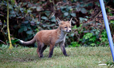 Urban fox cubs exploring the garden