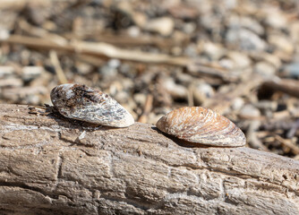 Shells on wood