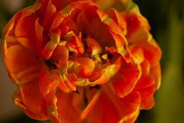 red tulip flower