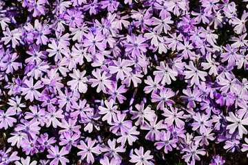 Phlox subulata - creeping phlox, moss phlox, moss pink, or mountain phlox