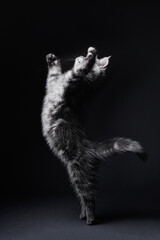 Adorable scottish black tabby kitten plays, hunts and jumps. Studio shot, black background.