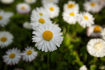 daisies in a garden