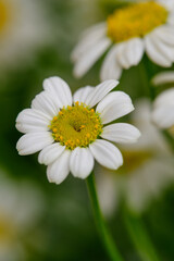Fototapeta premium Bouquet with daisies on a white brick wall background