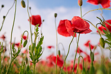 Beautiful summer day. Red poppy field.