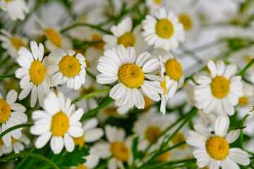 Bouquet with daisies on a white brick wall background