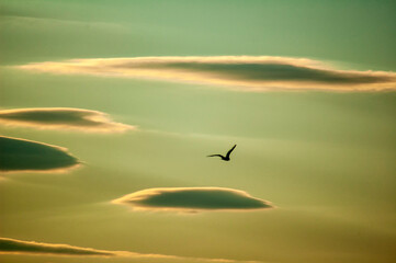 Fly away into the Sunset