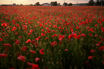 Obraz premium Red poppy field in countryside.