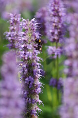 Fototapeta premium Bee With Flower