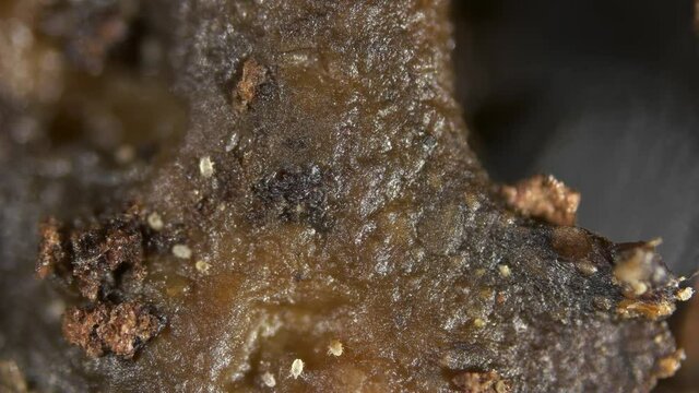 Movement of the Nematoda worm and soil mites under a microscope. Pests and parasites living in the soil and damaging plants, flowers