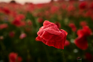 Close up of red poppy flower on the field.