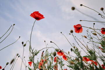 Beautiful summer day. Red poppy field.