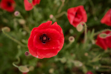 Close up of red poppy flower on the field.