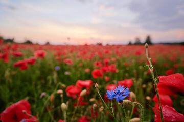 Beautiful summer day. Red poppy field.