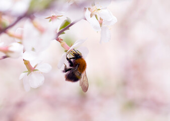 Low depth of field.Blurred background.A bumblebee sits on a branch of a flowering tree .