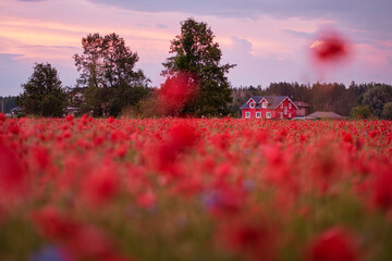 Beautiful summer day. Red poppy field in countryside.