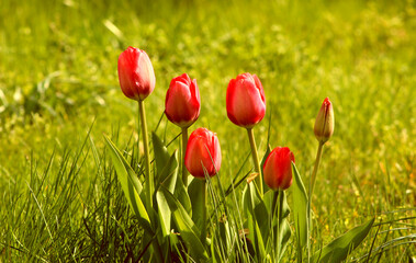 Czerwome, rozkwitające tulipany w ogrodzie