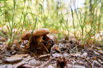 Forest scene. Mushrooms on the ground.