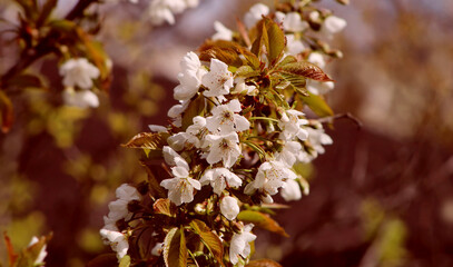wiosenna gałązka drzewa owocowego z białymi kwiatami - obrazy, fototapety, plakaty
