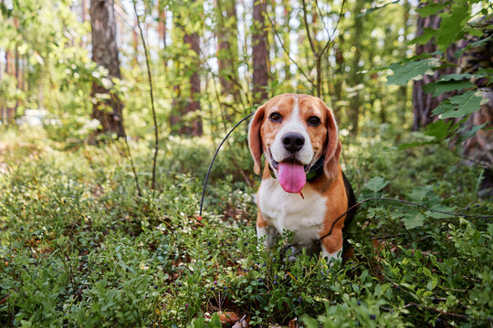 Cute bigle dog hunting in summer forest.