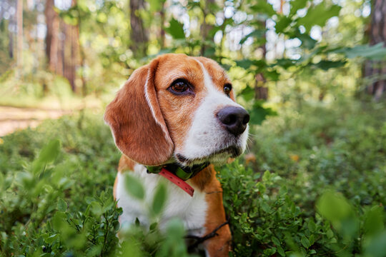 Cute bigle dog hunting in summer forest.