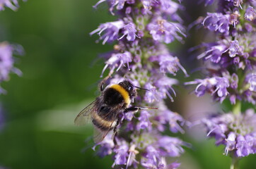 Bee With Flower