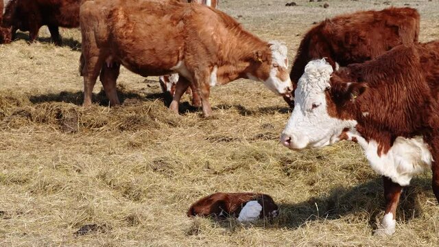 Charolais and Chandler Herefords cow on spring field. Brown and white cows, free grazing concept. Cute Orange cow with white head Farming, autumn field