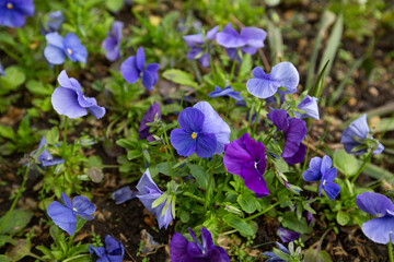 bright blue flowers on green grass with shallow depth of field