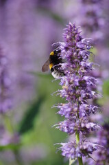 Bee With Flower