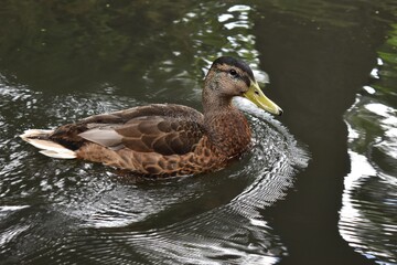 The Majestic Duck

