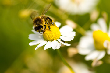 Makroaufnahme Biene auf weisser Blüte