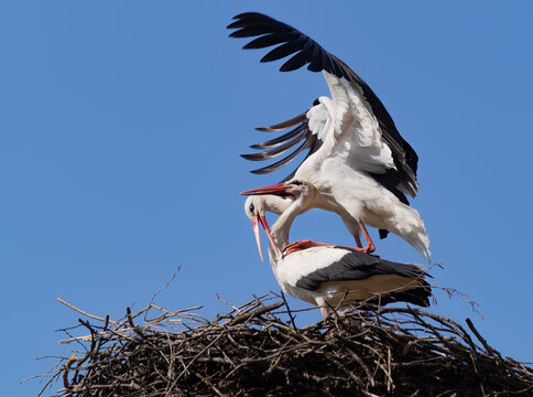 A pair of white storks on a nest of dry twigs.Mating season, love games.