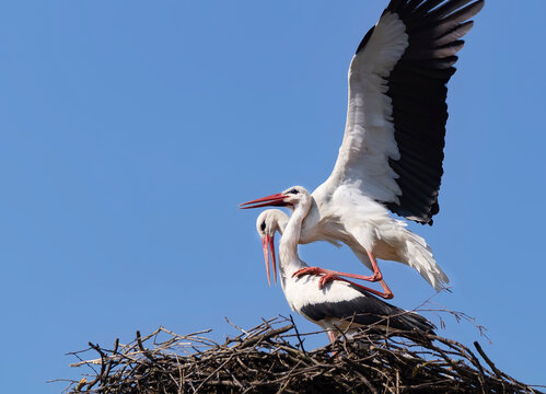A pair of white storks on a nest of dry twigs-2. Mating season, love games.
