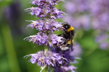 Flower With Bee