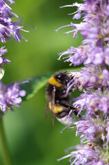 Flower With Bee