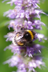 Flower With Bee