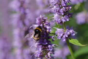 Flower With Bee