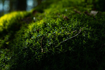 green moss on the ground - obrazy, fototapety, plakaty