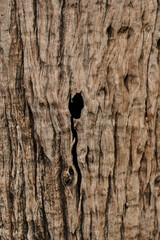 Old wood texture closeup. Damaged Wood close up. Wooden background