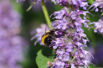 Flower With Bee