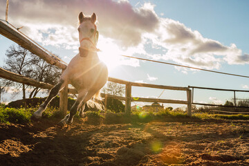 Tied up horse running by fence
