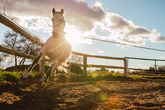 Tied up horse running by fence