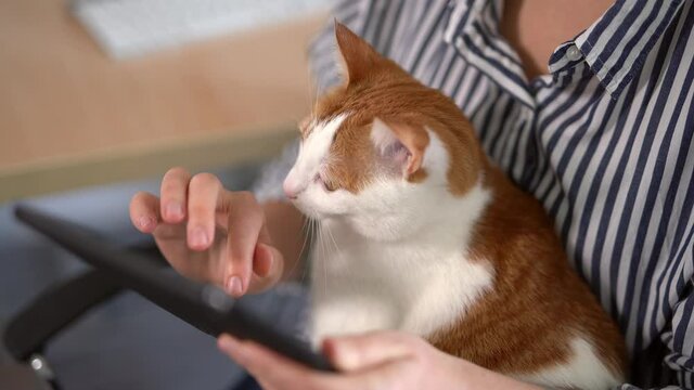 Close-up view attractive woman holding digital tablet in hands studying online or making online shopping at home and funny kitten sitting anf looking in camera. High quality 4k video footage