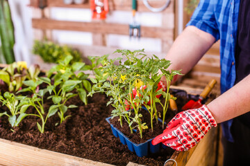 Young man holding a small tomatoes seedlings tray on his urban garden