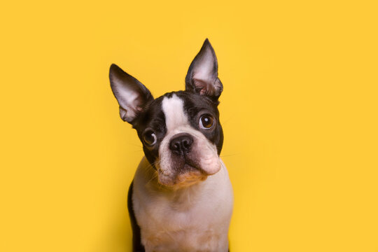 Portrait of brown and white Boston Terrier puppy sitting against yellow background