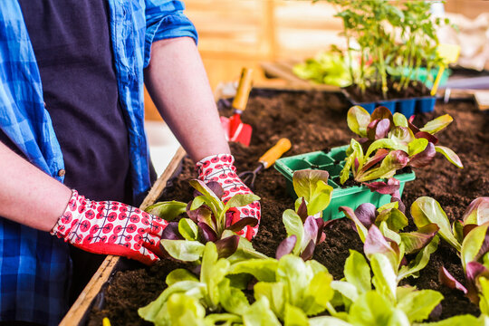 Young man planting oak leaf lettuce seedlings in his urban garden